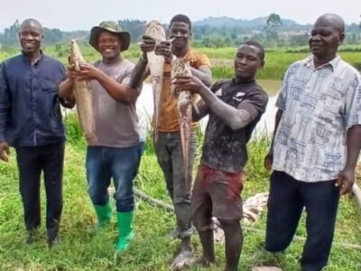 Through Gika Farm, a flagship program under Elohim Development Association, we are transforming agriculture into a pathway to opportunity, resilience, and self-reliance. We don’t just teach farming—we nurture responsibility, entrepreneurship, and environmental stewardship.